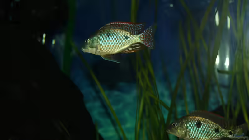 Besatz im Aquarium Otopharynx fast wie zu Hause von MikeM. (9)