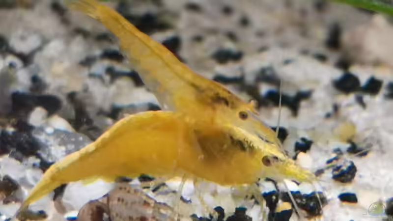 Besatz im Aquarium Outdoorbecken von Heike Fuchs (13)