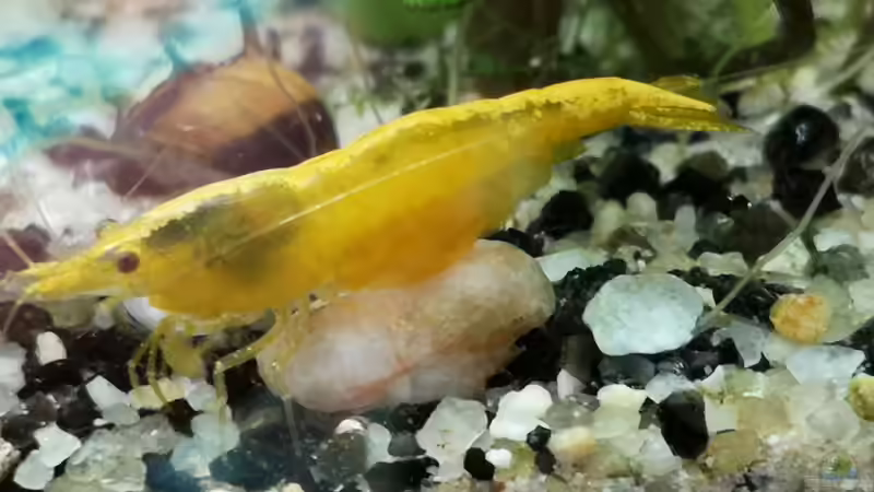 Besatz im Aquarium Outdoorbecken von Heike Fuchs (15)