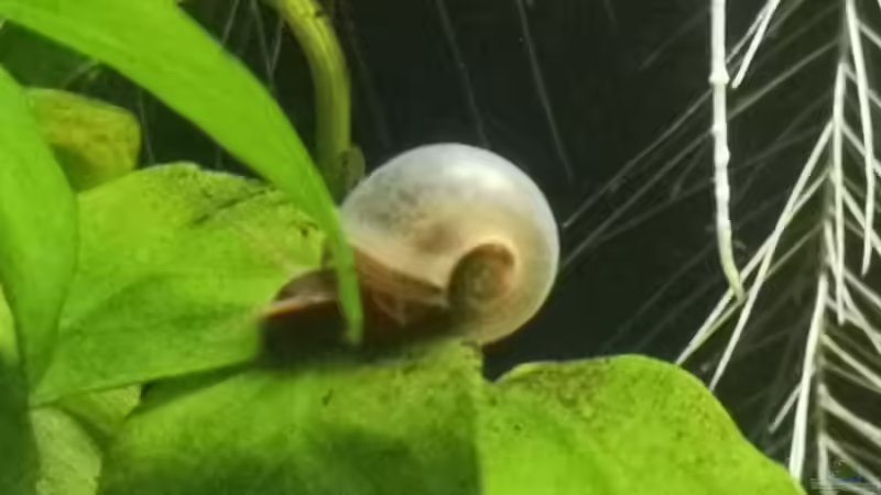 Besatz im Aquarium Outdoorbecken von Heike Fuchs (17)