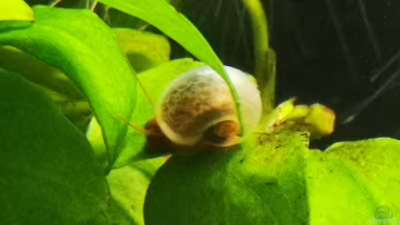 Besatz im Aquarium Outdoorbecken von Heike Fuchs (18)