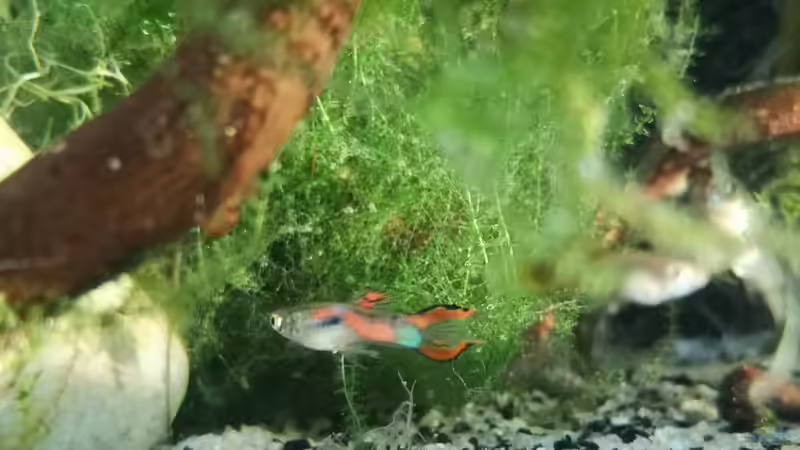 Besatz im Aquarium Outdoorbecken von Heike Fuchs (19)