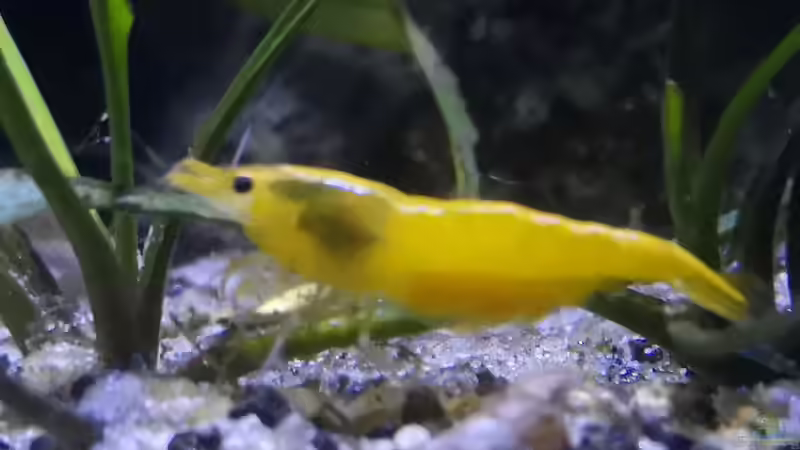 Besatz im Aquarium Outdoorbecken von Heike Fuchs (20)