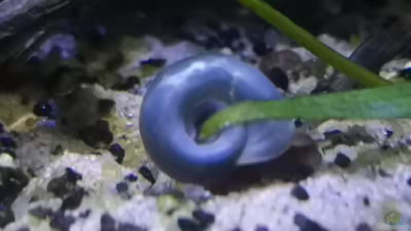 Besatz im Aquarium Outdoorbecken von Heike Fuchs (21)