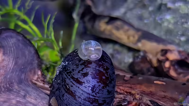 Besatz im Aquarium Outdoorbecken von Heike Fuchs (23)