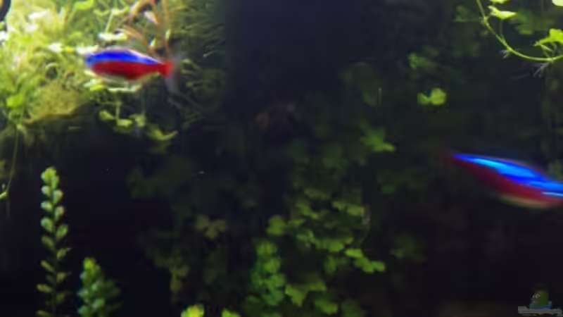 Besatz im Aquarium Outta Jungle(aufgelöst) von Der Nicky (65)