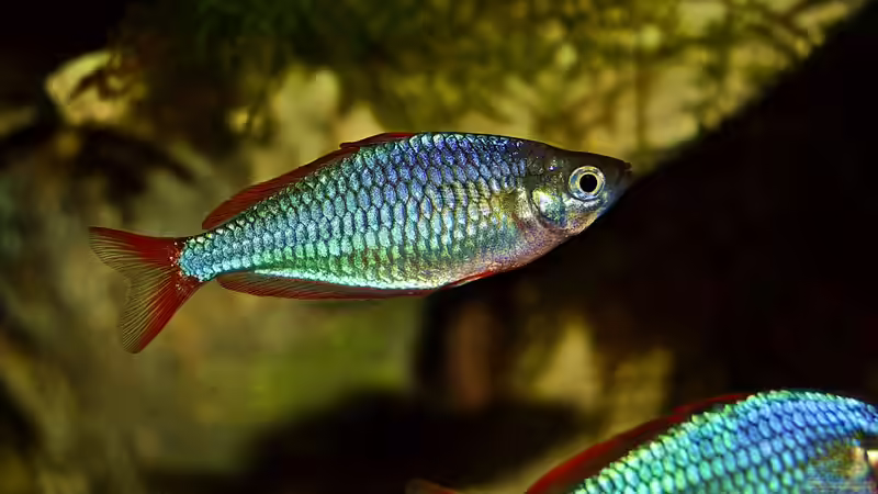 Besatz im Aquarium Over the Rainbow  nur noch als Beispiel von snooze (28)