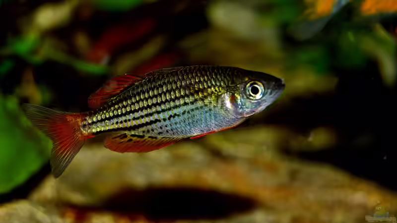 Besatz im Aquarium Over the Rainbow  nur noch als Beispiel von snooze (29)