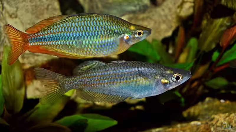 Besatz im Aquarium Over the Rainbow  nur noch als Beispiel von snooze (31)