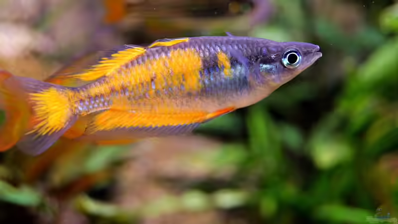 Besatz im Aquarium Over the Rainbow  nur noch als Beispiel von snooze (32)