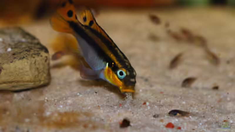 Besatz im Aquarium P. taeniatus von Cichlid Power (11)