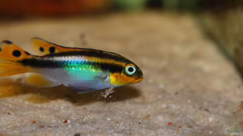 Besatz im Aquarium P. taeniatus von Cichlid Power (12)