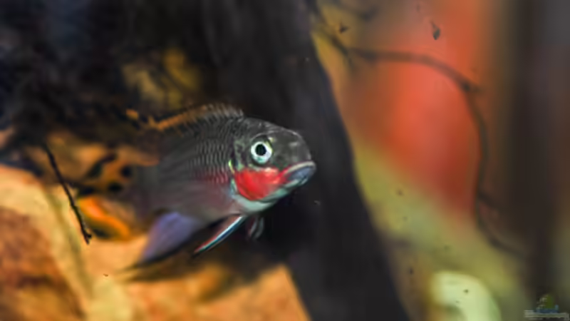 Besatz im Aquarium P. taeniatus von Cichlid Power (13)