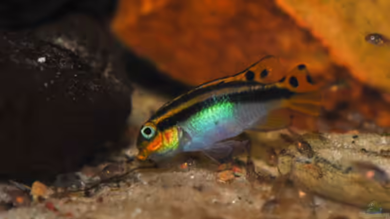 Besatz im Aquarium P. taeniatus von Cichlid Power (14)