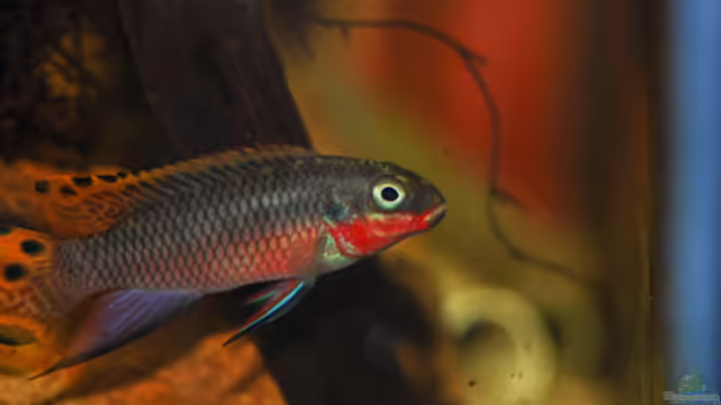 Besatz im Aquarium P. taeniatus von Cichlid Power (15)