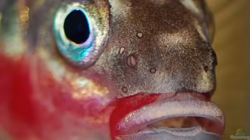 Besatz im Aquarium P. taeniatus von Cichlid Power (18)