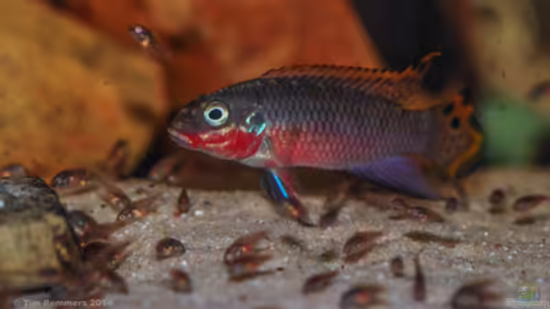 Besatz im Aquarium P. taeniatus von Cichlid Power (19)