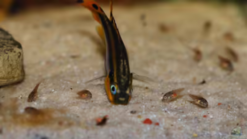 Besatz im Aquarium P. taeniatus von Cichlid Power (20)