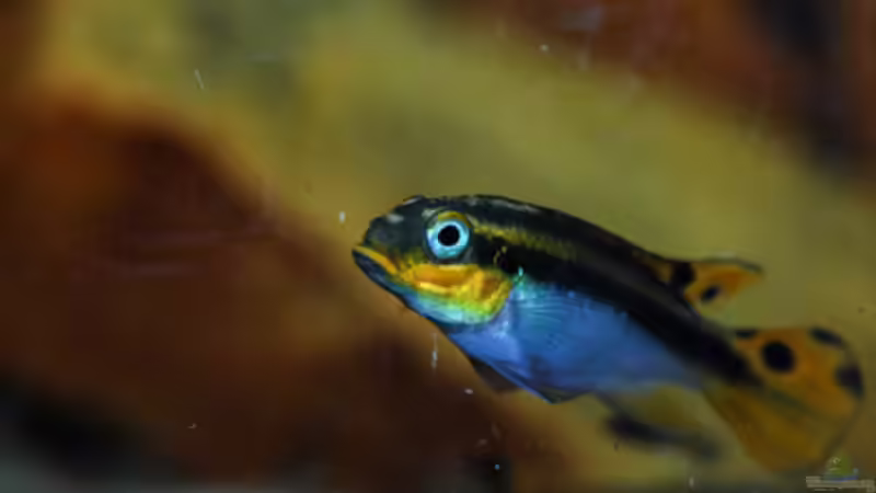 Besatz im Aquarium P. taeniatus von Cichlid Power (21)