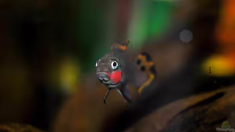 Besatz im Aquarium P. taeniatus von Cichlid Power (22)