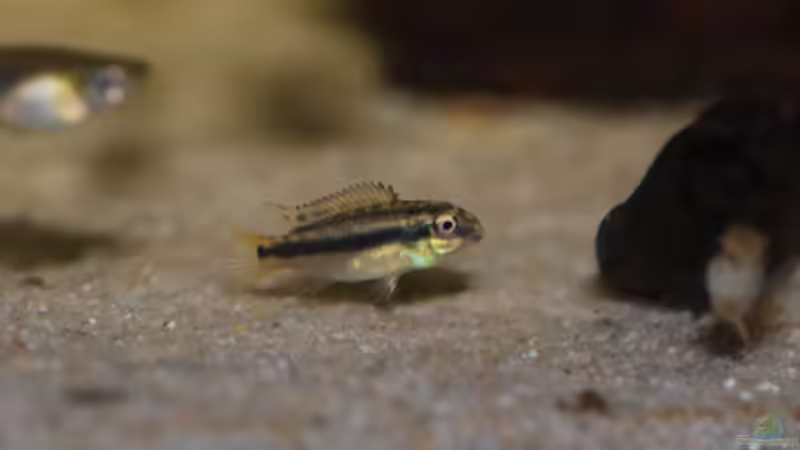 Besatz im Aquarium P. taeniatus von Cichlid Power (23)