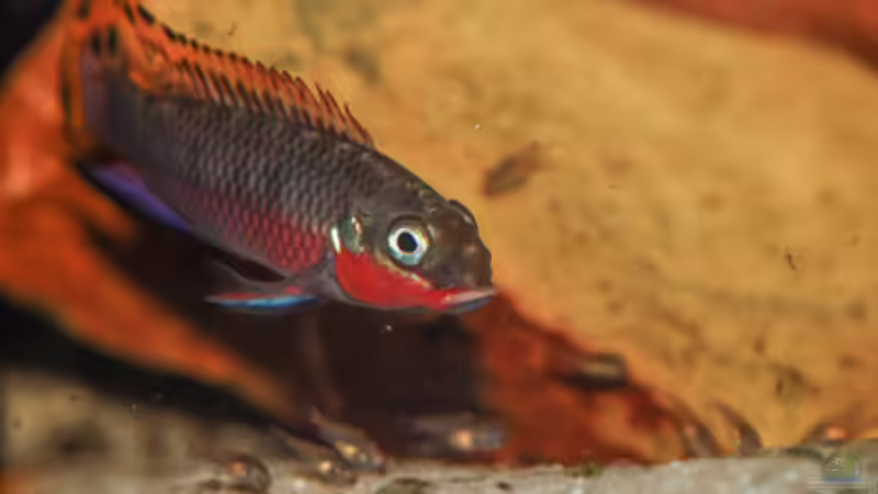Besatz im Aquarium P. taeniatus von Cichlid Power (24)