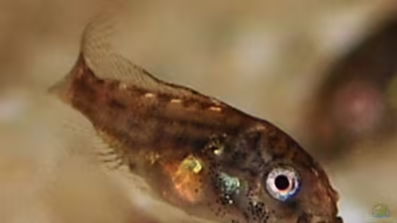 Besatz im Aquarium P. taeniatus von Cichlid Power (25)