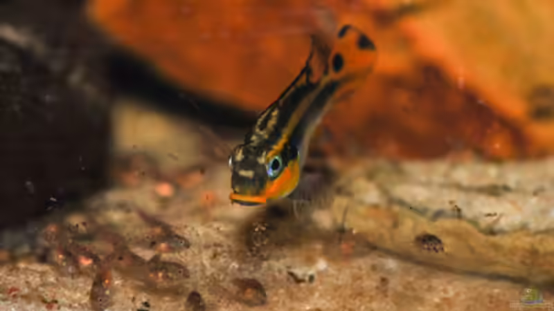 Besatz im Aquarium P. taeniatus von Cichlid Power (26)