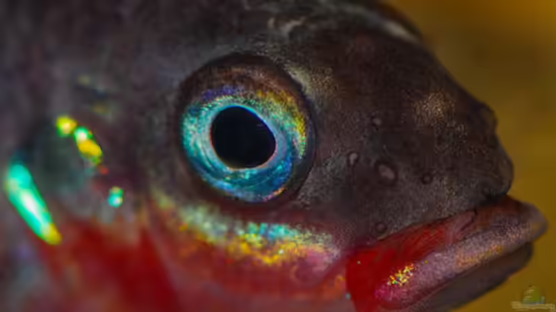 Besatz im Aquarium P. taeniatus von Cichlid Power (27)