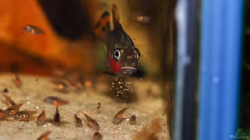 Besatz im Aquarium P. taeniatus von Cichlid Power (28)