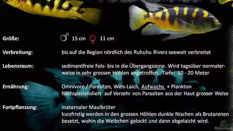 Besatz im Aquarium pakati pa miyala von TheToxicAvenger (27)