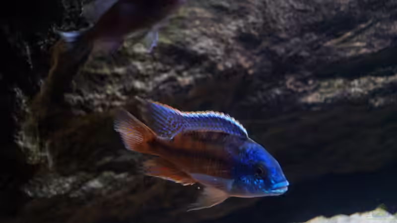 Besatz im Aquarium pakati pa miyala von TheToxicAvenger (36)