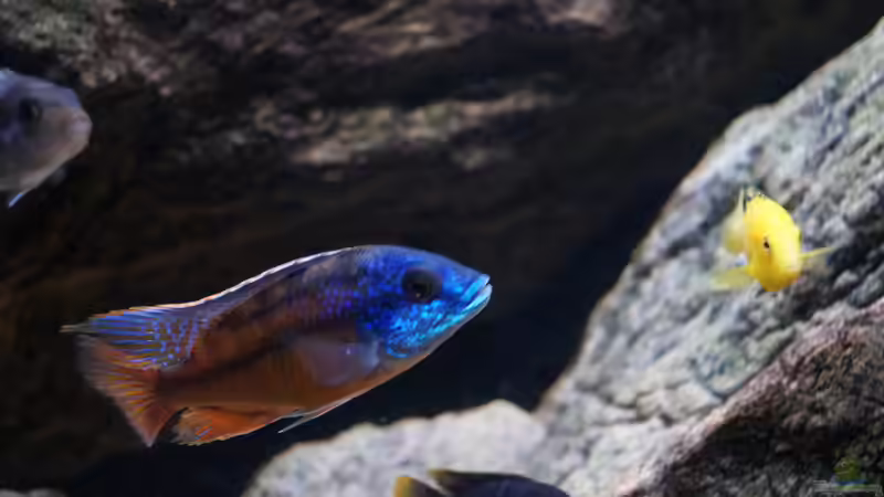 Besatz im Aquarium pakati pa miyala von TheToxicAvenger (37)