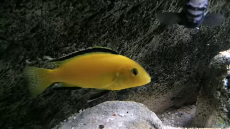 Besatz im Aquarium pakati pa miyala von TheToxicAvenger (39)