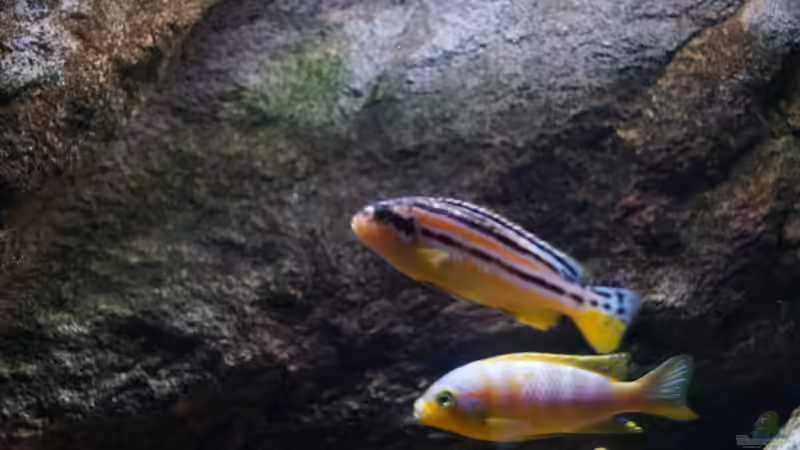 Besatz im Aquarium pakati pa miyala von TheToxicAvenger (40)