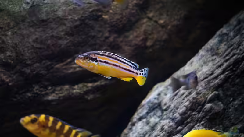 Besatz im Aquarium pakati pa miyala von TheToxicAvenger (41)