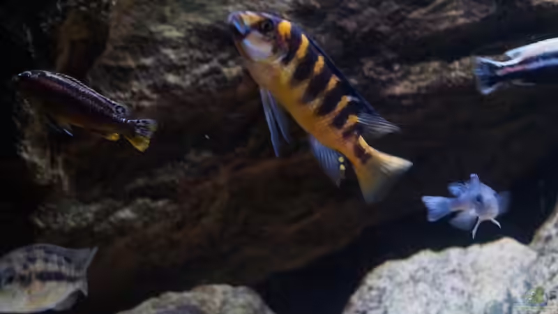 Besatz im Aquarium pakati pa miyala von TheToxicAvenger (42)