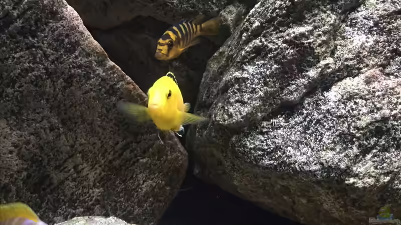 Besatz im Aquarium pakati pa miyala von TheToxicAvenger (43)