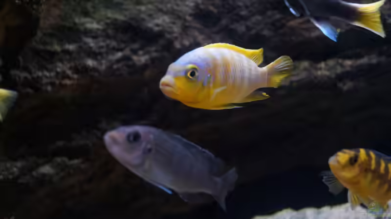 Besatz im Aquarium pakati pa miyala von TheToxicAvenger (44)