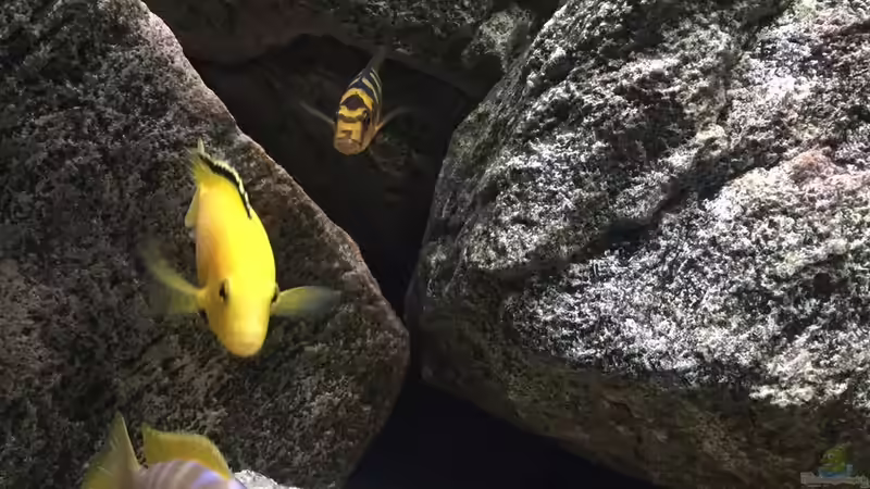 Besatz im Aquarium pakati pa miyala von TheToxicAvenger (46)