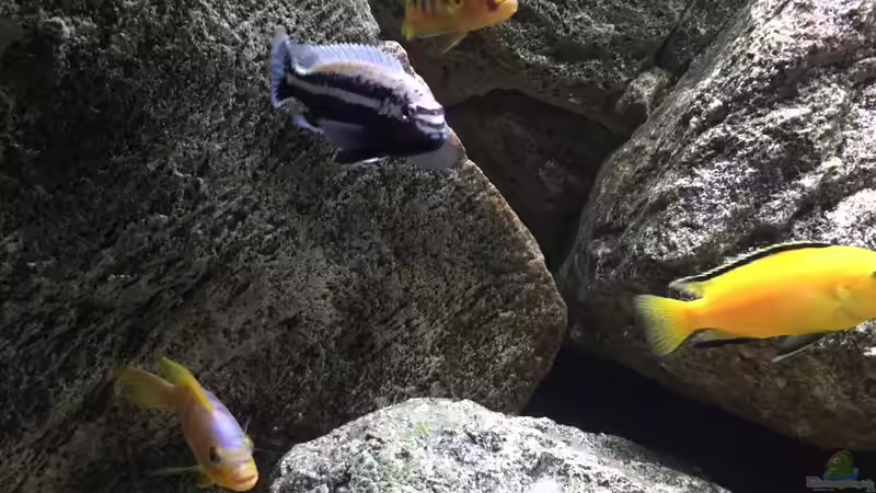 Besatz im Aquarium pakati pa miyala von TheToxicAvenger (48)