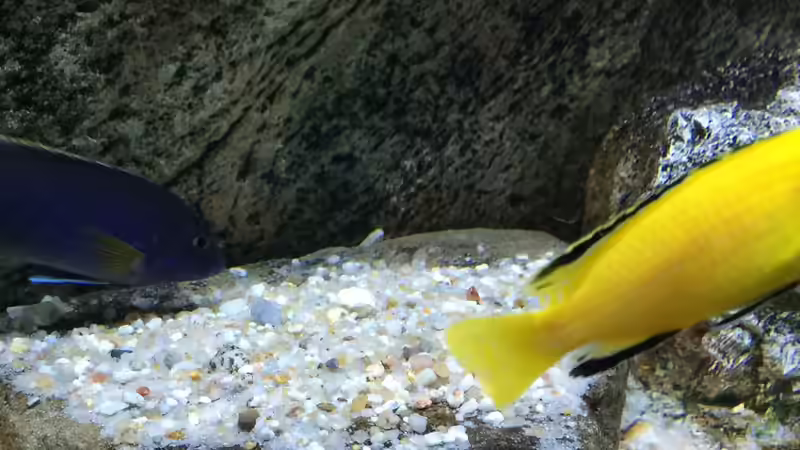 Besatz im Aquarium pakati pa miyala von TheToxicAvenger (51)