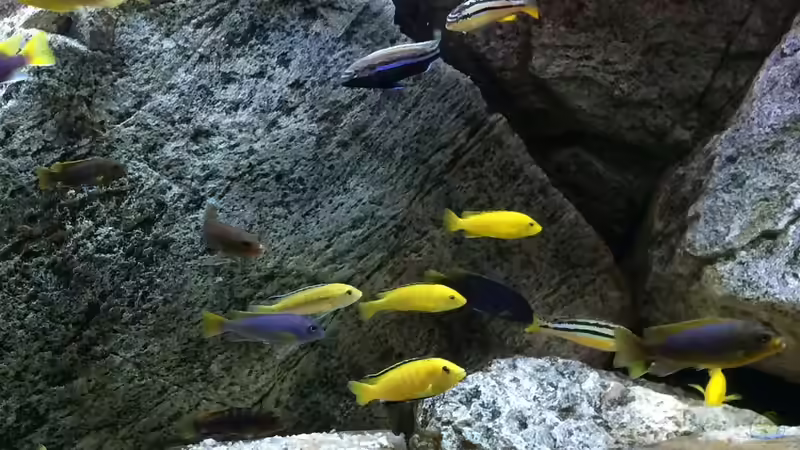 Besatz im Aquarium pakati pa miyala von TheToxicAvenger (52)