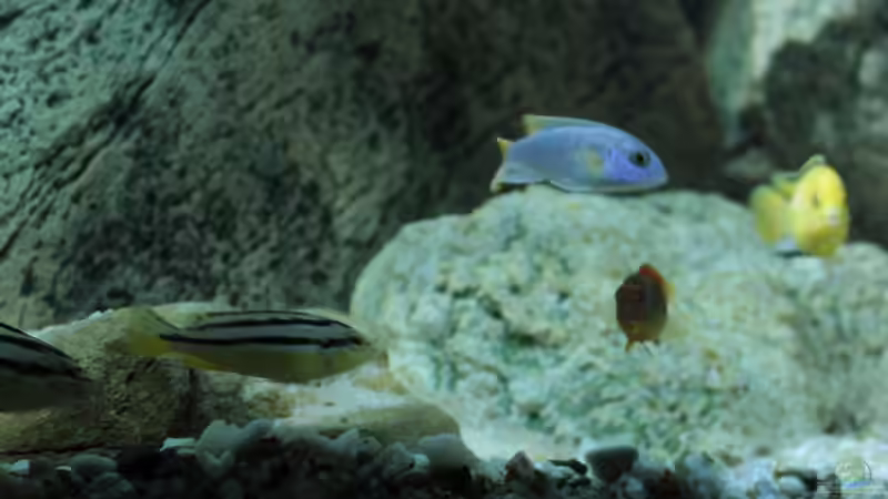 Besatz im Aquarium pakati pa miyala von TheToxicAvenger (53)