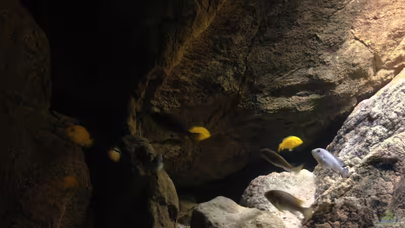 Besatz im Aquarium pakati pa miyala von TheToxicAvenger (61)