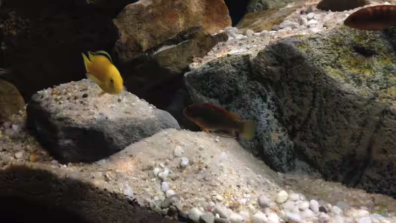 Besatz im Aquarium pakati pa miyala von TheToxicAvenger (62)