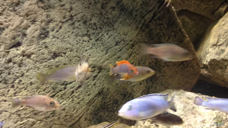 Besatz im Aquarium pakati pa miyala von TheToxicAvenger (65)