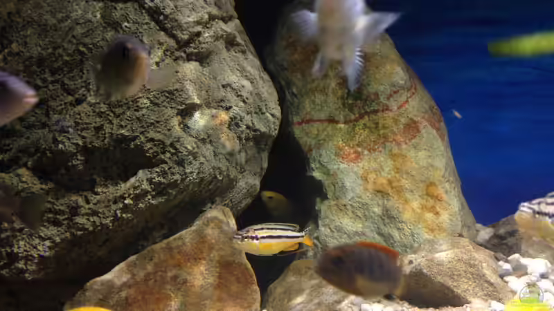 Besatz im Aquarium pakati pa miyala von TheToxicAvenger (66)