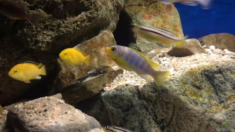 Besatz im Aquarium pakati pa miyala von TheToxicAvenger (68)