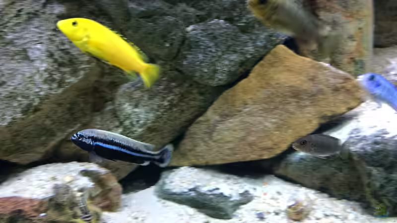 Besatz im Aquarium pakati pa miyala von TheToxicAvenger (72)